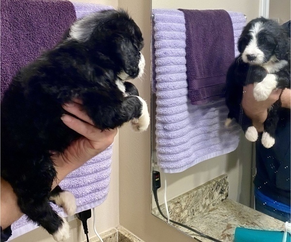 Medium Photo #2 Bernedoodle Puppy For Sale in SPRING, TX, USA