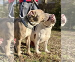 Small #5 American Pit Bull Terrier-Bull Terrier Mix