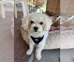 Small #1 Bichon Frise