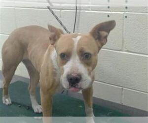 American Pit Bull Terrier Dogs for adoption in Denver, CO, USA