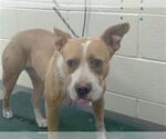 Small American Pit Bull Terrier