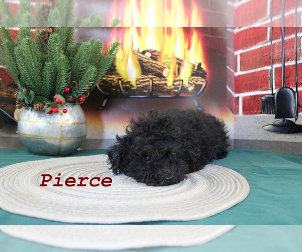 Medium Photo #1 Poodle (Toy) Puppy For Sale in CHANUTE, KS, USA
