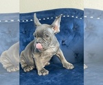 Small Photo #96 French Bulldog Puppy For Sale in CHARLOTTE, NC, USA