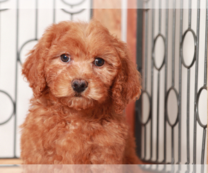 Goldendoodle (Miniature) Puppy for Sale in NAPLES, Florida USA