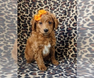 Double Doodle Puppy for sale in NOTTINGHAM, PA, USA