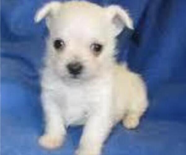 Medium Photo #4 Malchi Puppy For Sale in FARMINGTON, MN, USA