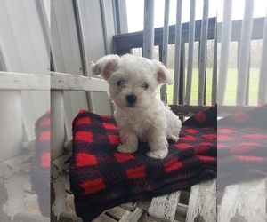 Havachon Puppy for sale in COTTAGE GROVE, TN, USA