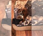Small Photo #1 Boxer Puppy For Sale in Poplar Bluff, MO, USA
