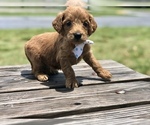 Small Photo #6 Goldendoodle Puppy For Sale in KISSIMMEE, FL, USA
