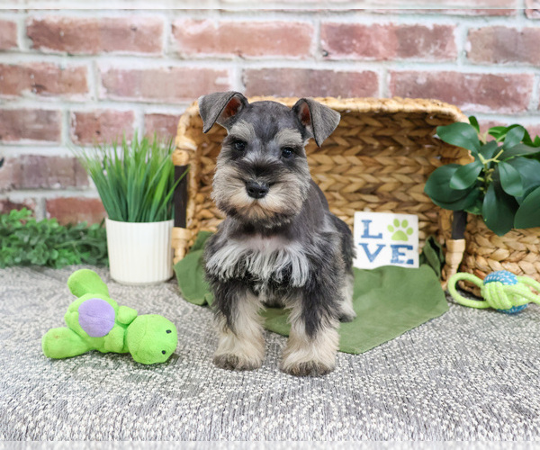 Medium Photo #7 Schnauzer (Miniature) Puppy For Sale in SYRACUSE, IN, USA