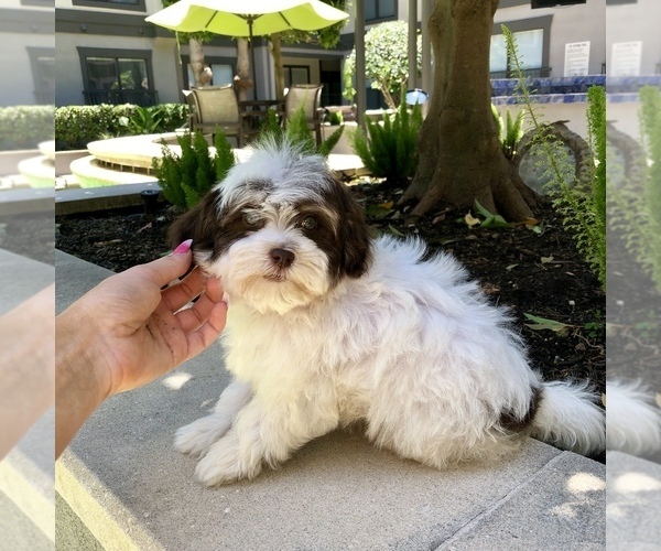 Medium Photo #3 Havanese Puppy For Sale in HOUSTON, TX, USA