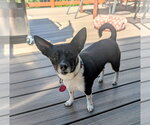 Small #2 Chihuahua Mix