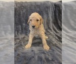 Small #5 Goldendoodle