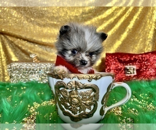 Medium Photo #21 Pomeranian Puppy For Sale in HAYWARD, CA, USA