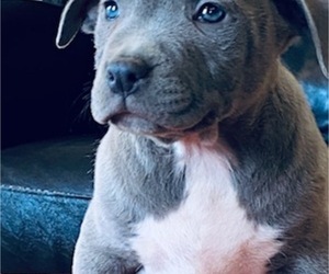American Bully Puppy for sale in POPLAR BLUFF, MO, USA