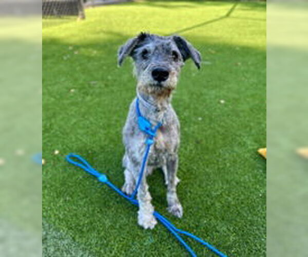 Medium Photo #1 - Mix Puppy For Sale in Salinas, CA, USA