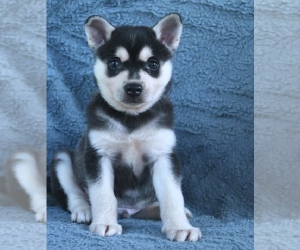 Medium Photo #1 Alaskan Klee Kai Puppy For Sale in SACRAMENTO, CA, USA