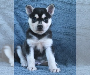 Alaskan Klee Kai Puppy for sale in SACRAMENTO, CA, USA