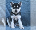 Small Alaskan Klee Kai