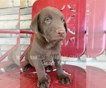 Small Photo #3 Labrador Retriever Puppy For Sale in ALBANY, MO, USA
