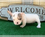 Small Photo #6 French Bulldog Puppy For Sale in CARTHAGE, TX, USA