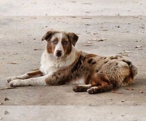 Mother of the Sheprador puppies born on 01/11/2025