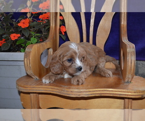 Medium Cavapoo