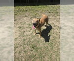 Small #2 Mutt