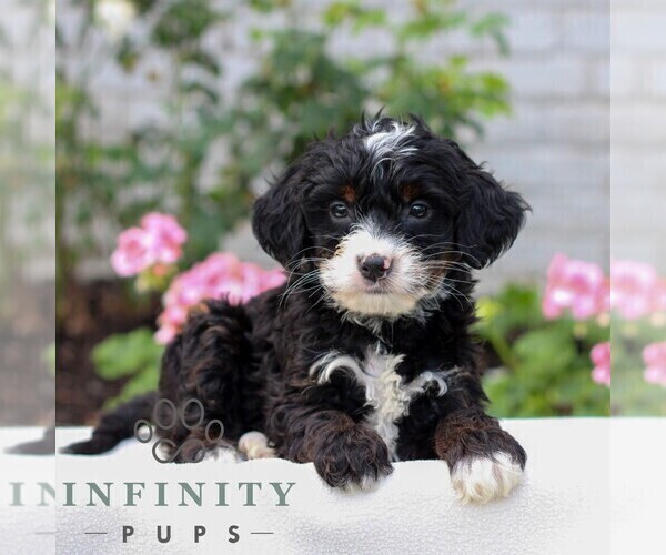 Medium Photo #3 Bernedoodle (Miniature) Puppy For Sale in LITITZ, PA, USA