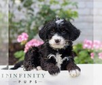 Small #2 Bernedoodle (Miniature)