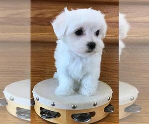 Maltipoo (Toy) Dogs for adoption in CHEYENNE, WY, USA