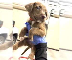 Labrador Retriever-Unknown Mix Dogs for adoption in Houston, TX, USA