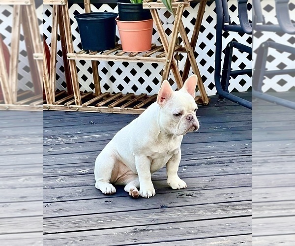 Medium Photo #1 French Bulldog Puppy For Sale in VALLEY STREAM, NY, USA