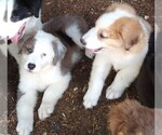 Small Photo #18 Australian Shepherd-Great Pyrenees Mix Puppy For Sale in RIDGELAND, SC, USA