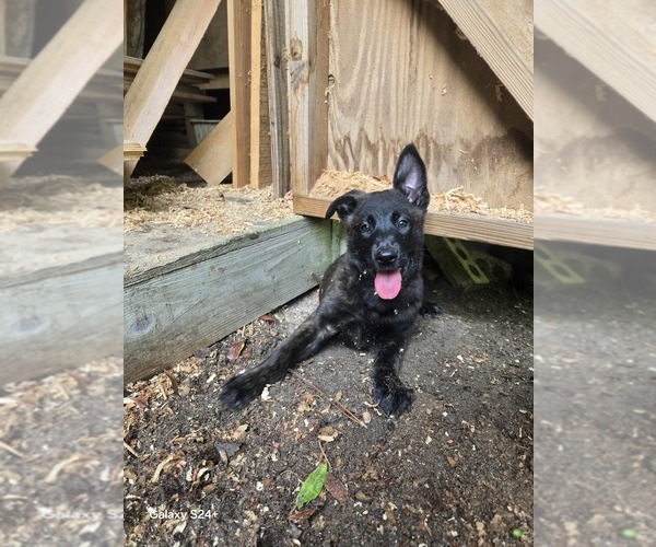 Medium Photo #7 Belgian Malinois Puppy For Sale in CRAWFORDVILLE, FL, USA