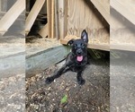 Small #6 Belgian Malinois