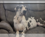 Small Photo #1 Great Dane Puppy For Sale in ENGLISH, IN, USA