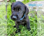 Puppy Major Eng AKC Labrador Retriever