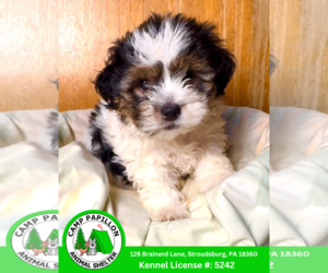 Mal-Shi Dogs for adoption in Stroudsburg, PA, USA