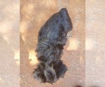 Small #8 Yorkshire Terrier