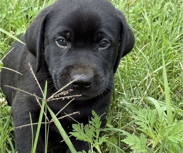 Medium Photo #22 Labrador Retriever Puppy For Sale in SPOTSYLVANIA, VA, USA