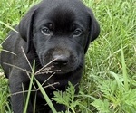 Small Photo #22 Labrador Retriever Puppy For Sale in SPOTSYLVANIA, VA, USA