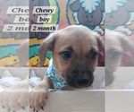 Small #1 Chihuahua Mix