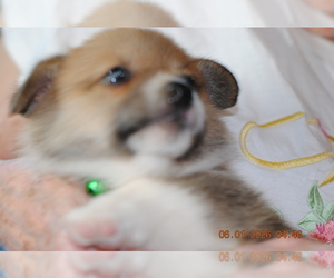 Medium Pembroke Welsh Corgi