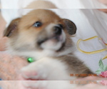 Puppy Puppy 3 Pembroke Welsh Corgi