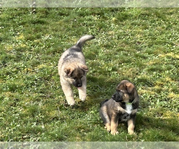 Medium Photo #2 Australian Shepherd-German Shepherd Dog Mix Puppy For Sale in DEMING, WA, USA