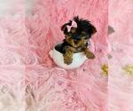 Small #21 Pomeranian