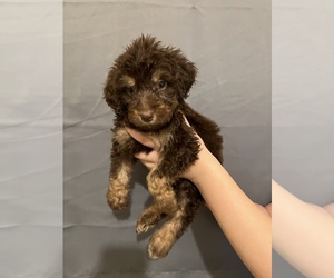 Aussiedoodle Puppy for sale in ARKOMA, OK, USA