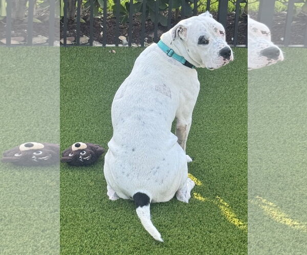Medium Photo #3 American Bulldog-Argentinian Mastiff Mix Puppy For Sale in Lighthouse Point, FL, USA