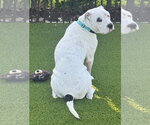 Small #2 American Bulldog-Argentinian Mastiff Mix